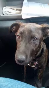 A patient at Amherst Plaza Animal Clinic