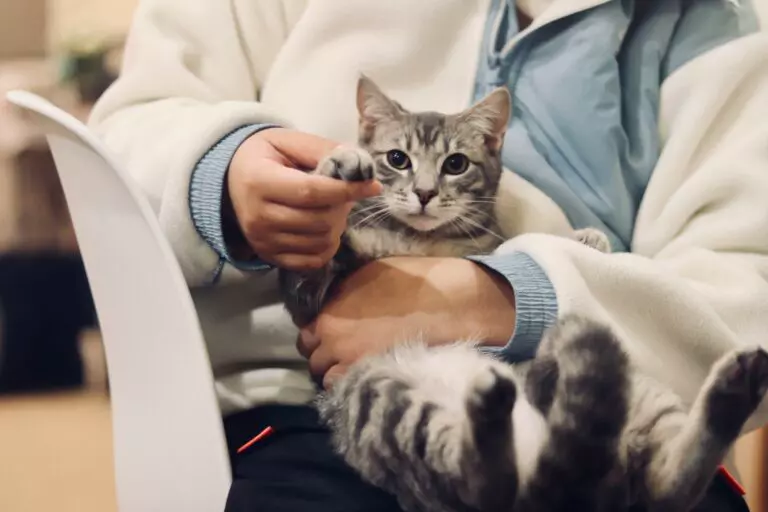 A cat's paw resting in a person's hand