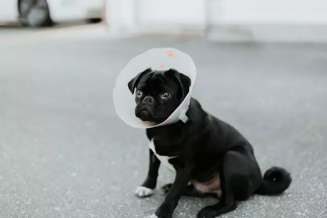A dog wearing a recovery cone