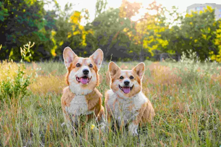 Two happy corgis sitting in a sunlit field
