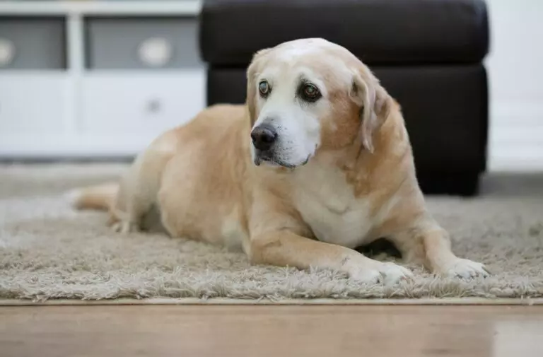 An elderly dog resting peacefully