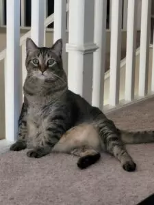 A patient at Amherst Plaza Animal Clinic
