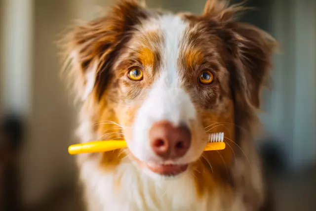 A pet toothbrush and dental care supplies