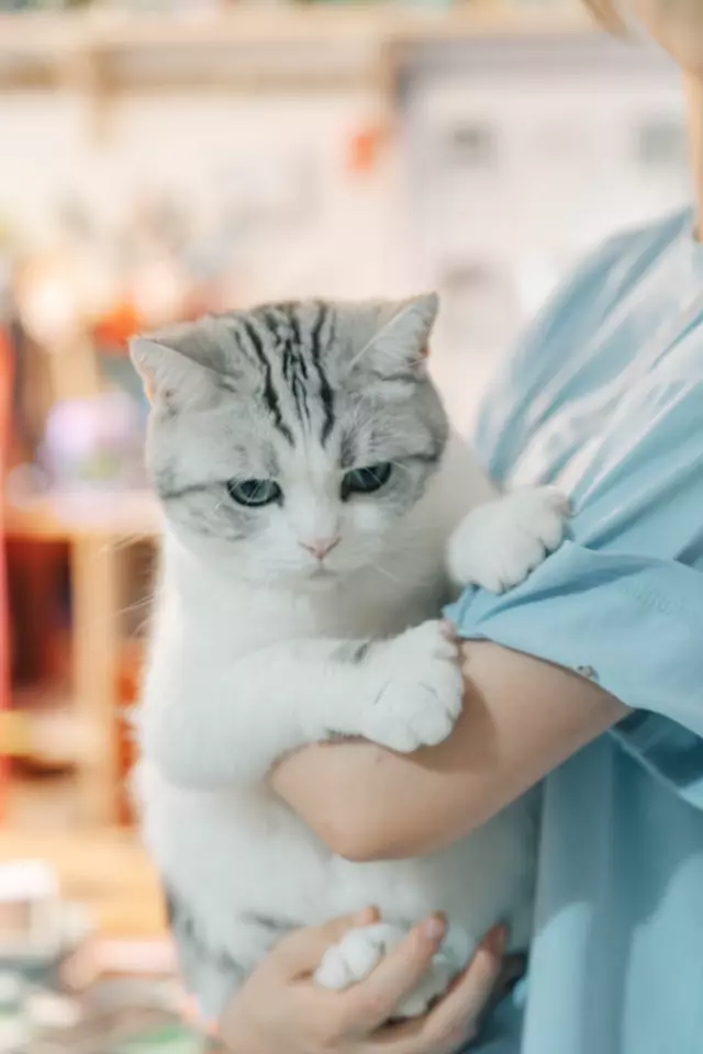 A cat recovering after a procedure